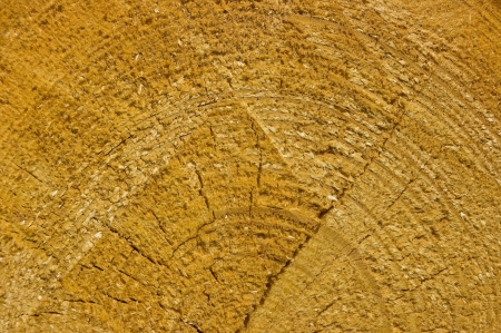 Cut the tree trunk, detailed look の写真素材