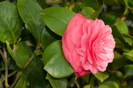 The flower of the ornamental shrub, which is called camellia.の写真素材
