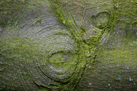 The old trunk, beech, auxiliary view.の写真素材