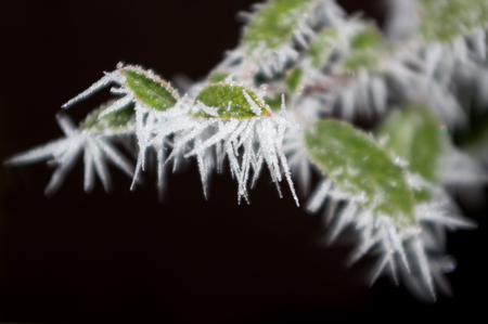 Some deciduous shrub covered with frost. Detailed view.の写真素材