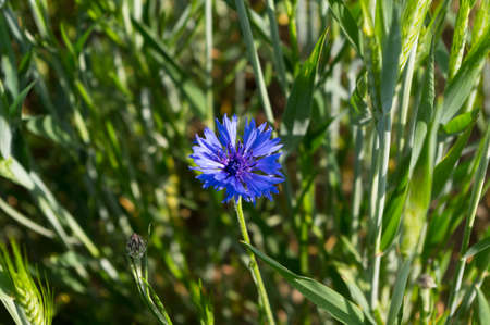 Blue flower of a plant called cornflower. This plant grows mostly on the edges of habitat fields.