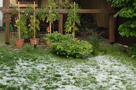 A garden invaded by hail. It happened in August this year.の写真素材