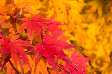 Close-up view of colorful maple leaves. Autumn photography. Background for various uses.の写真素材