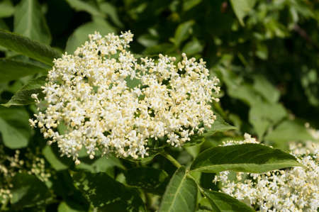 Close-up view of an elderflower. The flowers of this shrub have healing effects.の写真素材