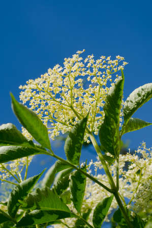 Close-up view of an elderflower.The flowers of this shrub have healing effects.の写真素材