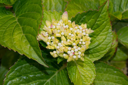 A popular decorative plant called Hydrangea. Close-up view of the flower.