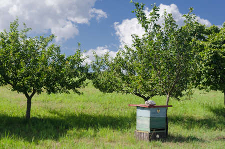 A bee in an orchard. Equipment in which bees are kept.