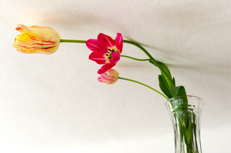 Tulips in a vase on a white background with copy space