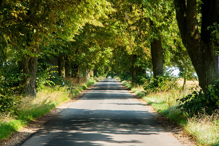 THE ASPHALT PATH AMONG THE OLD TREES