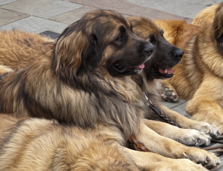 Caucasian Shepherdsの写真素材