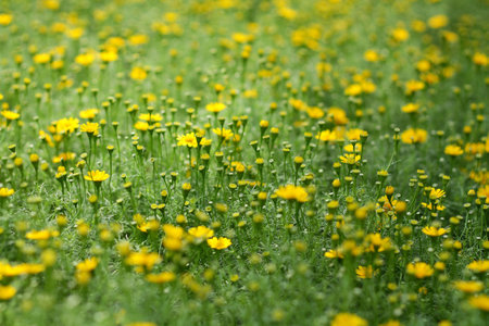 Fields of daisy in middle focus の写真素材