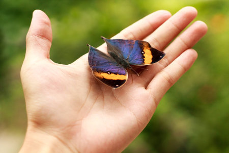 Orange oakleaf butterfly on my left hand の写真素材