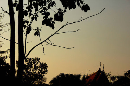 Temple and tree at twilight time の写真素材