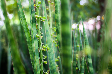 Field of aloe vera near the river  の写真素材