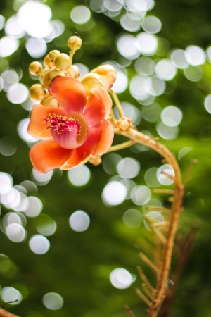 cannonball tree is scented flowers, and as a botanical specimen for its interesting fruit and relative with buddha religion about birth enlighten and die の写真素材
