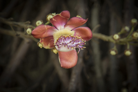 Cannonball Flower is a strange flower that when closed appears as a cannonball but when open, appears as a flower with mouth open ready with lips and tongue. Commercial use.の写真素材