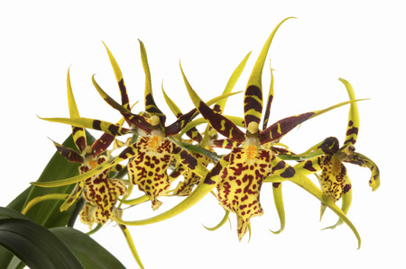 Spider Orchid is an unusual orchid resembling a spider in the tones of yellow and wine colors. Commercial useの写真素材