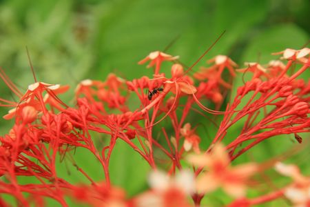 Looking for Foodの写真素材