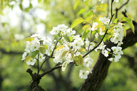 pear flowersの写真素材
