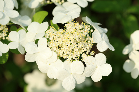 Viburnum sargentii var.calvescens.