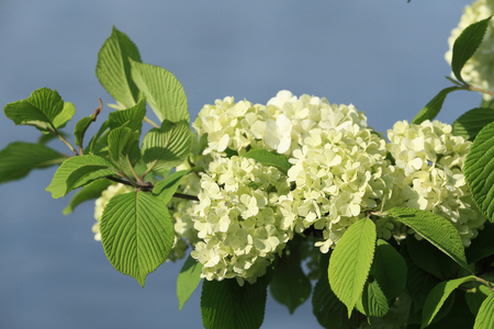 Viburnum macrocephalum