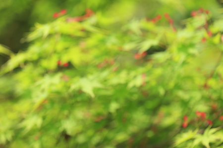 Blur backgroundの写真素材