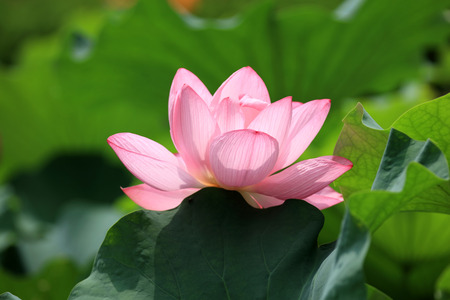 Lotusの写真素材