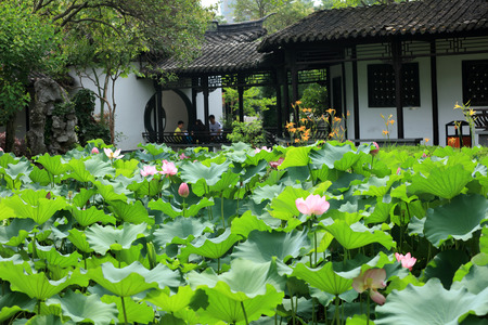 lotus pondのeditorial素材