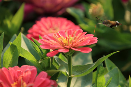 zinnia flowersの写真素材