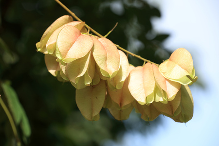 Entire leaf marginの写真素材