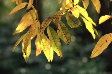 The autumn leavesの写真素材