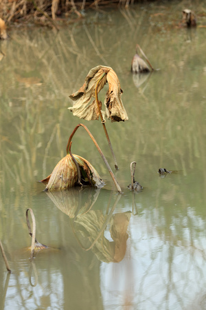 Withered lotus plantの写真素材