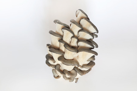 Close up to mushroom from white backgroundの写真素材