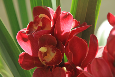 Cymbidium faberiの写真素材