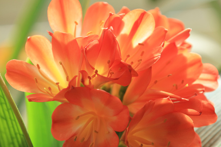 Clivia