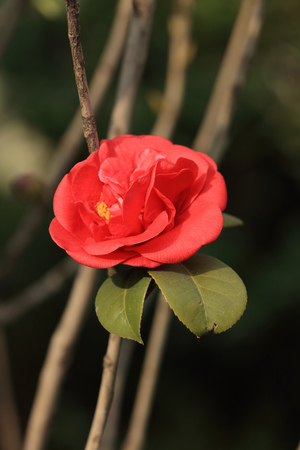 Camelliaの写真素材