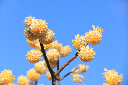 Oriental Paperbush Flowerの写真素材