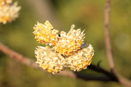Oriental Paperbush Flowerの写真素材