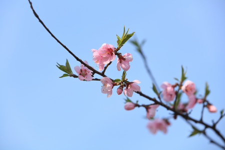 Peach blossomの写真素材
