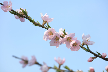 Peach blossomの写真素材