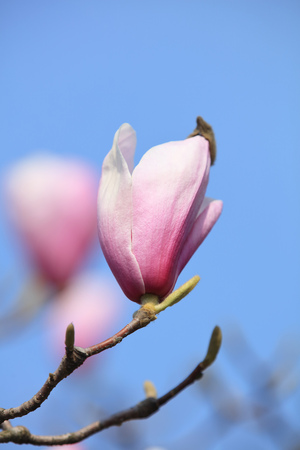 Magnolia liliifloraの写真素材