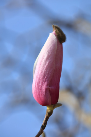 Magnolia liliifloraの写真素材