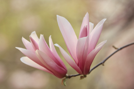 Magnoliaの写真素材