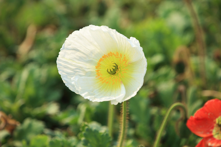 Iceland poppyの写真素材