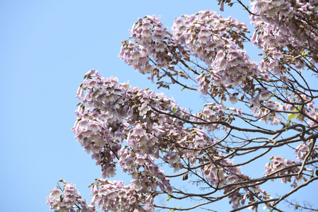 Paulownia flower