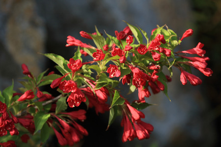 Weigela Florida close up viewの写真素材