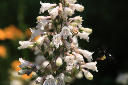 Penstemon campanulatusの写真素材