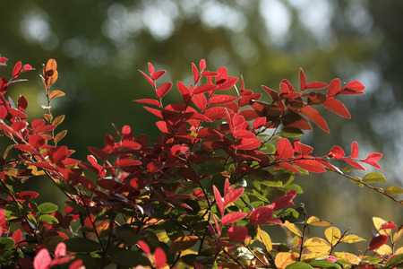 Redrlowered Loropetalum leaves close up view