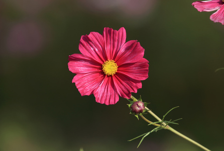 calliopsis flowerの写真素材