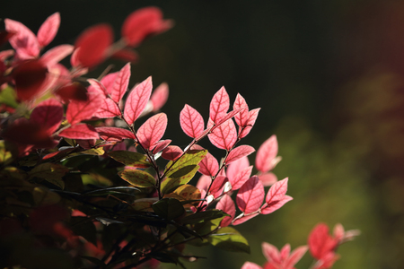 Loropetalum flowersの写真素材